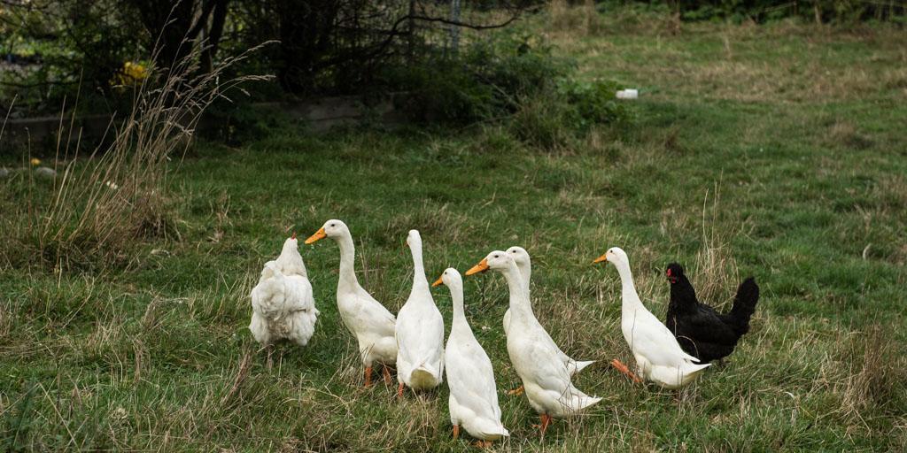 Mount Thomas Road B&B Rangiora Luaran gambar